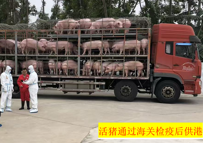广三保供港活猪通过海关检验检疫